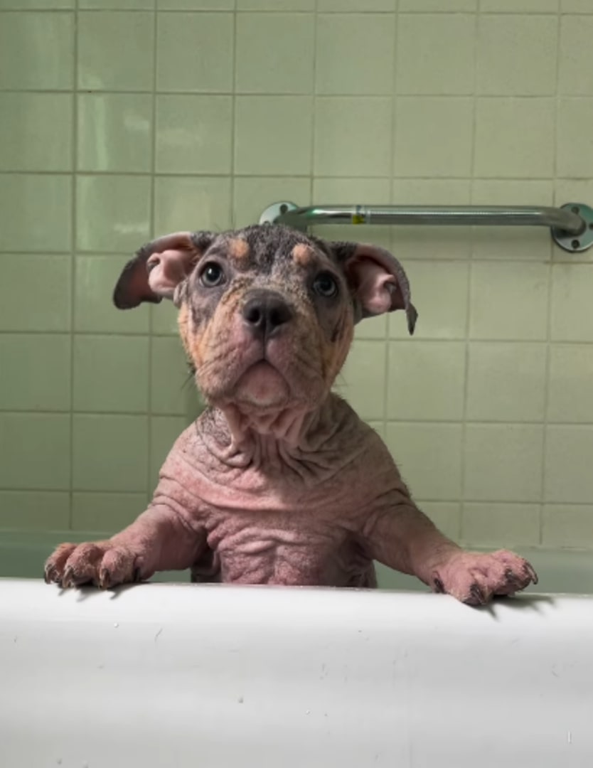 pup in the bathtub