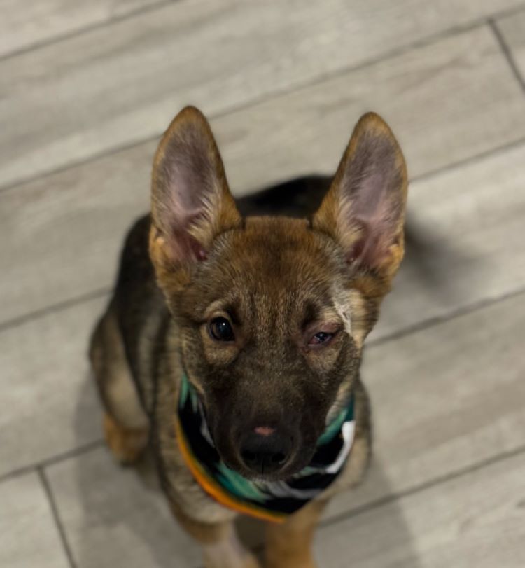 pup with injured eye