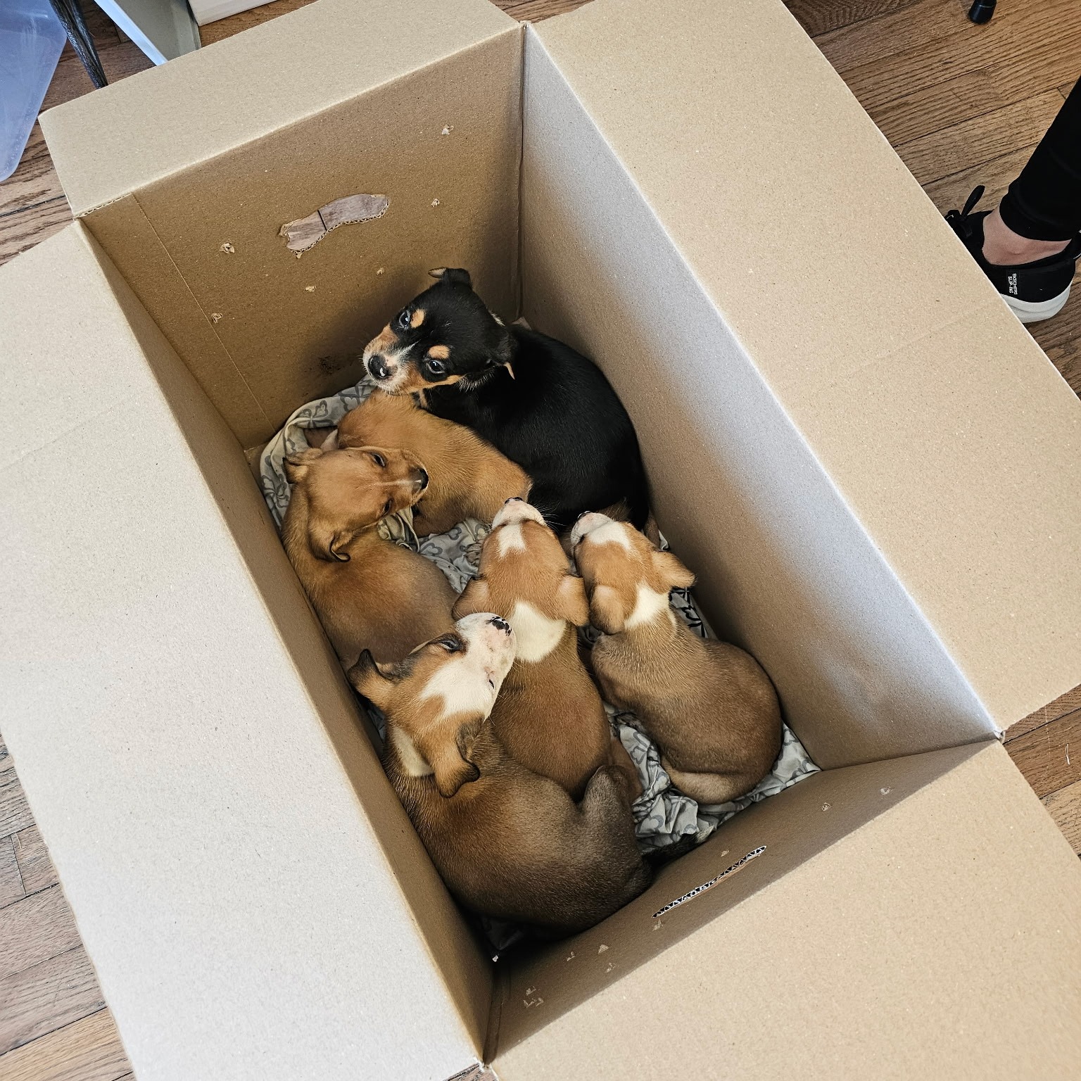 puppies in box
