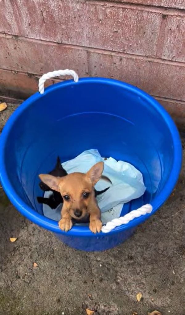 puppies in bucket