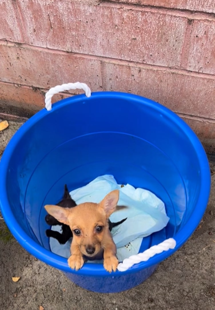 puppies in bucket