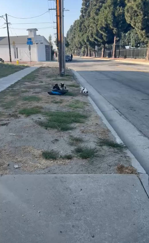 puppies on road