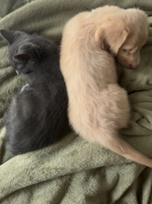 puppy and kitten