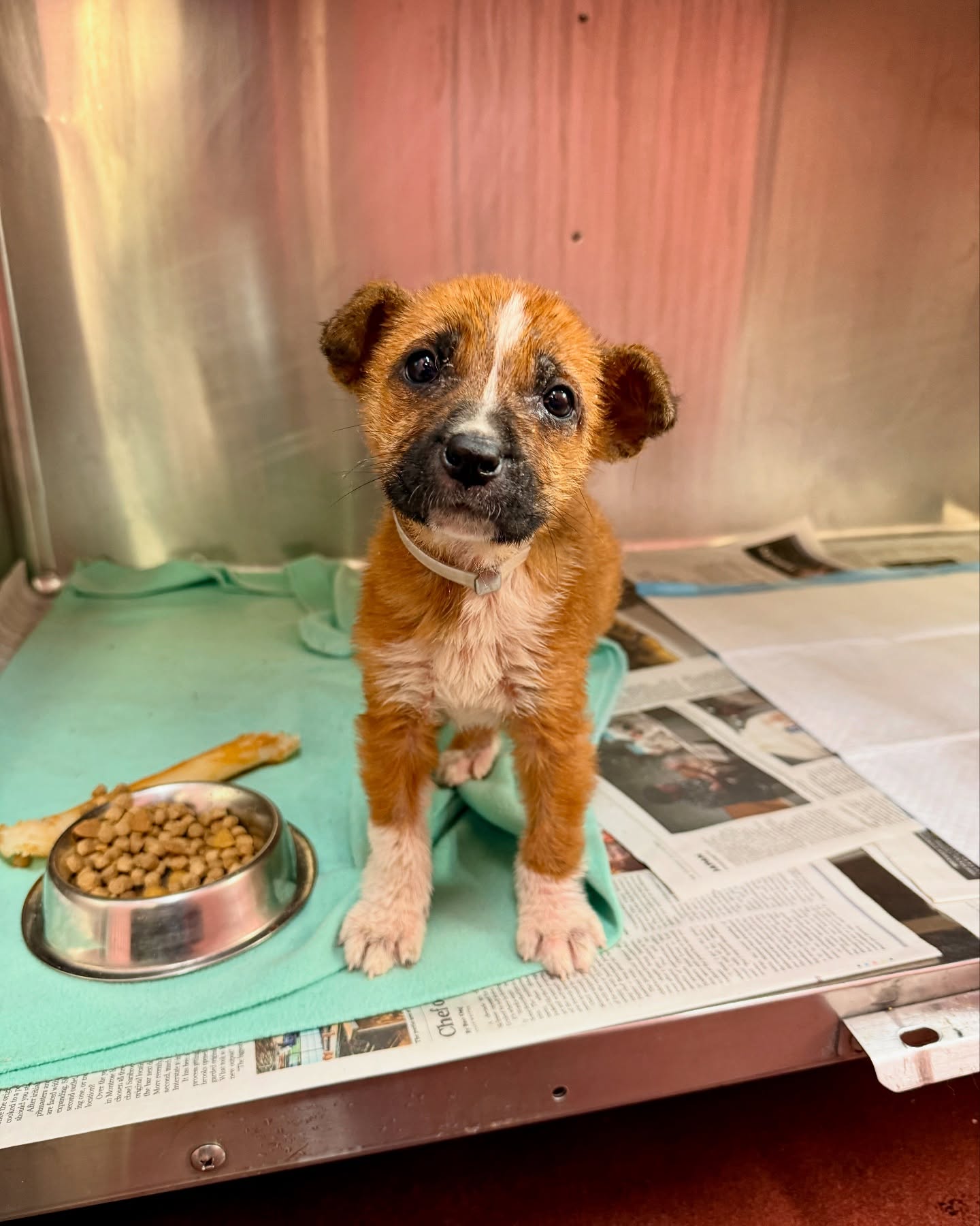 puppy at shelter