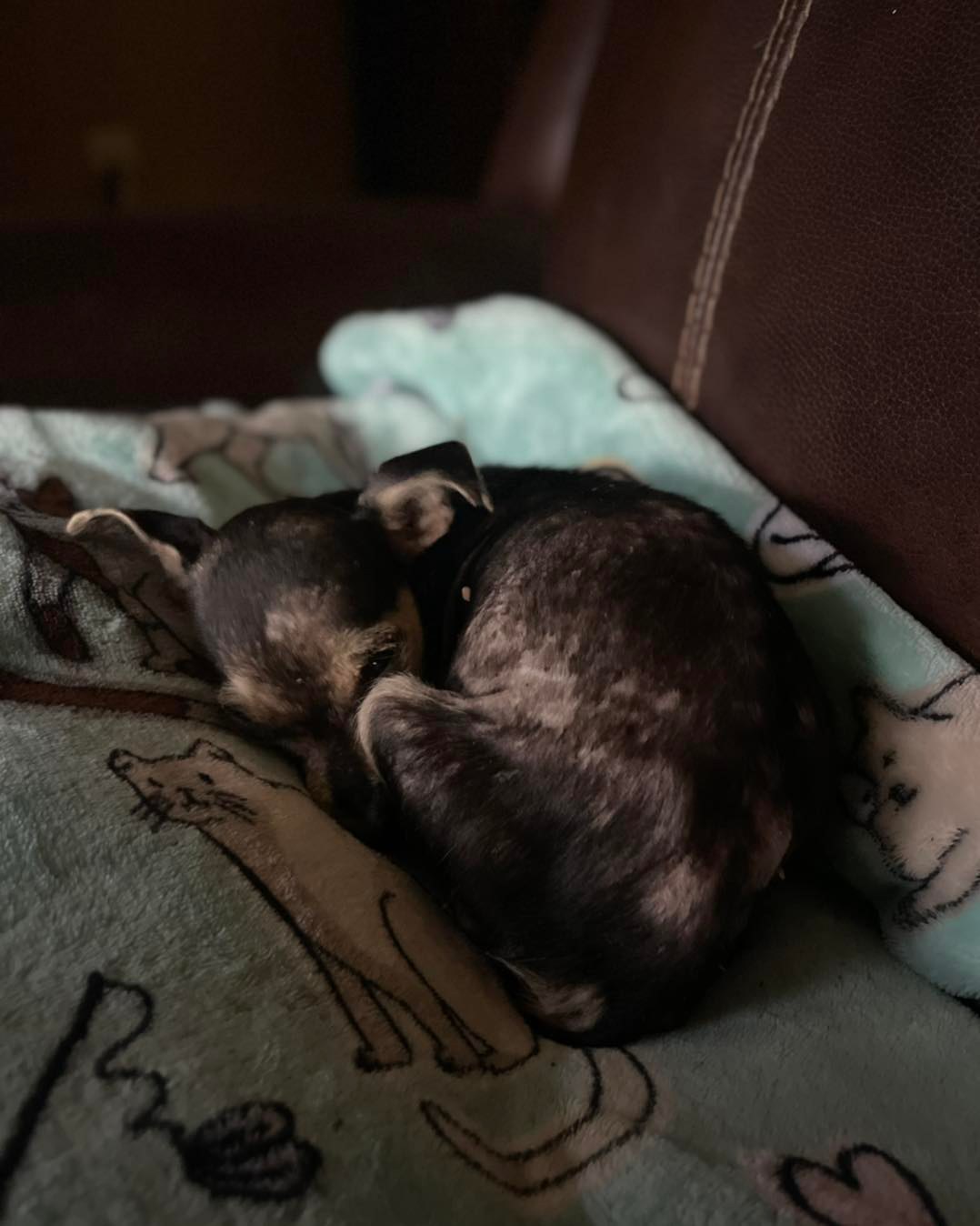 puppy curled up sleeping