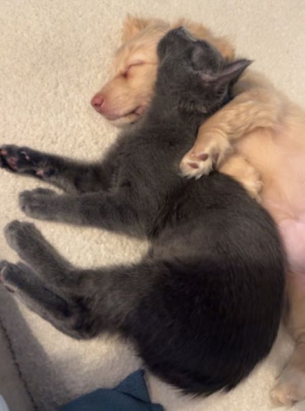 puppy hugging a kitten