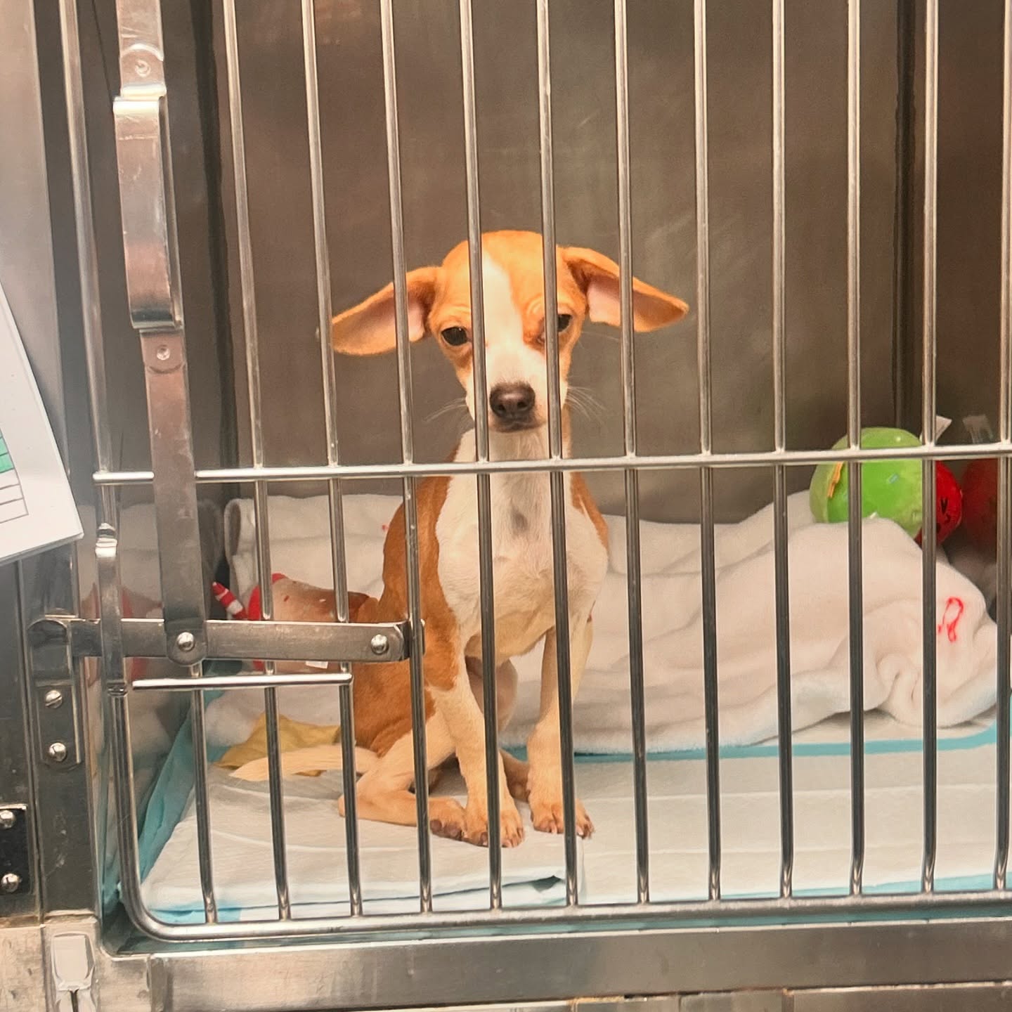 puppy in a kennel