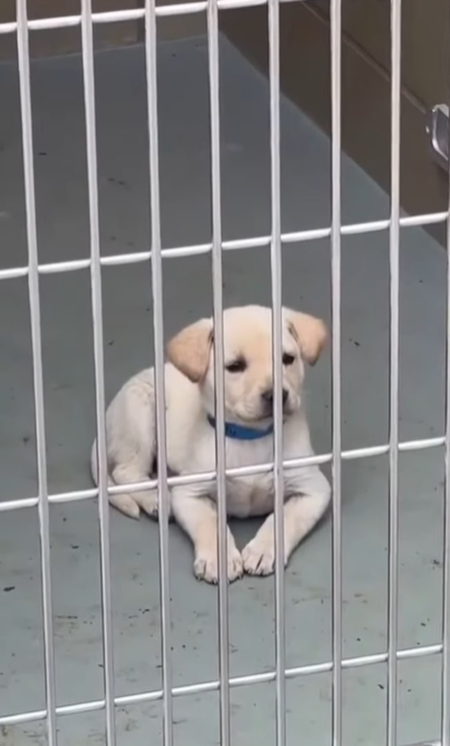 puppy laying in shelter