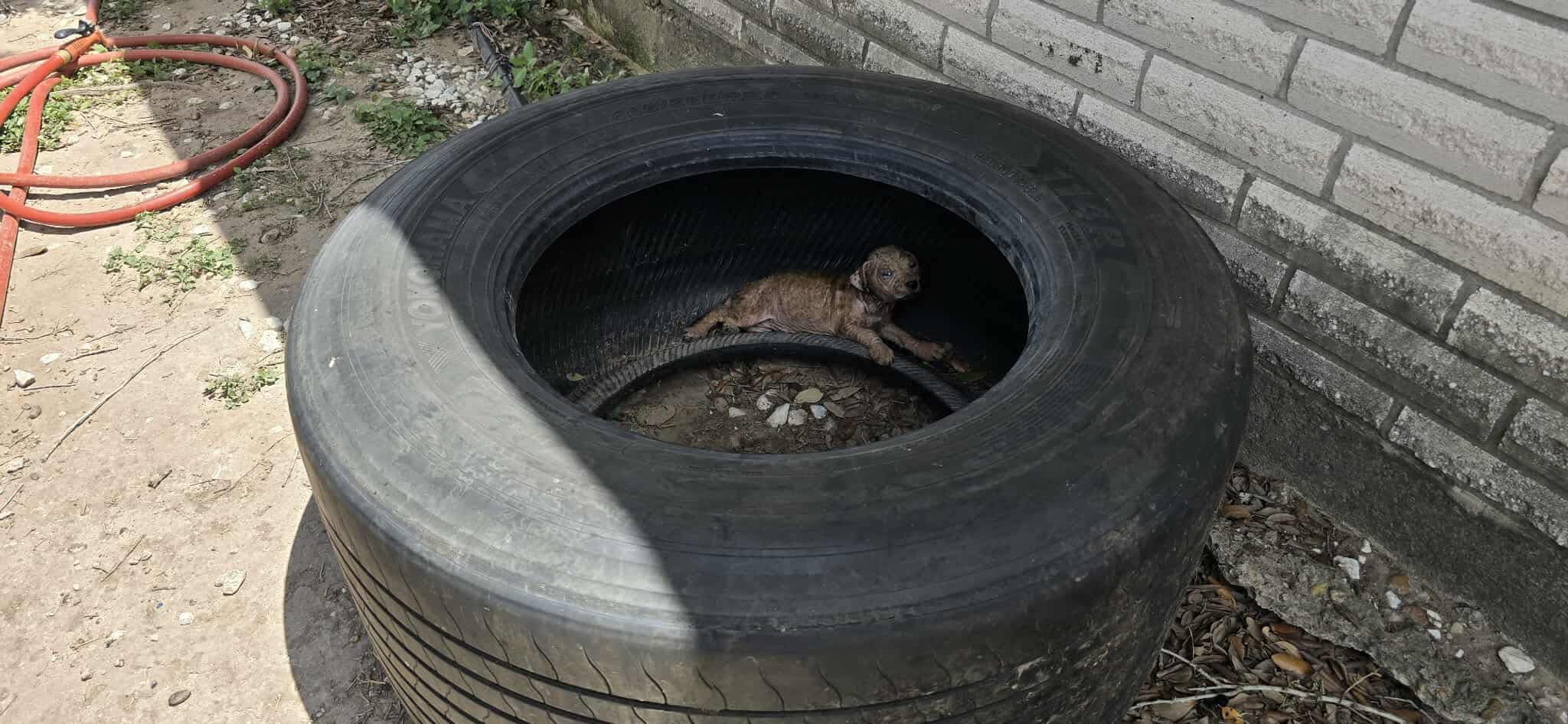 puppy laying in tire