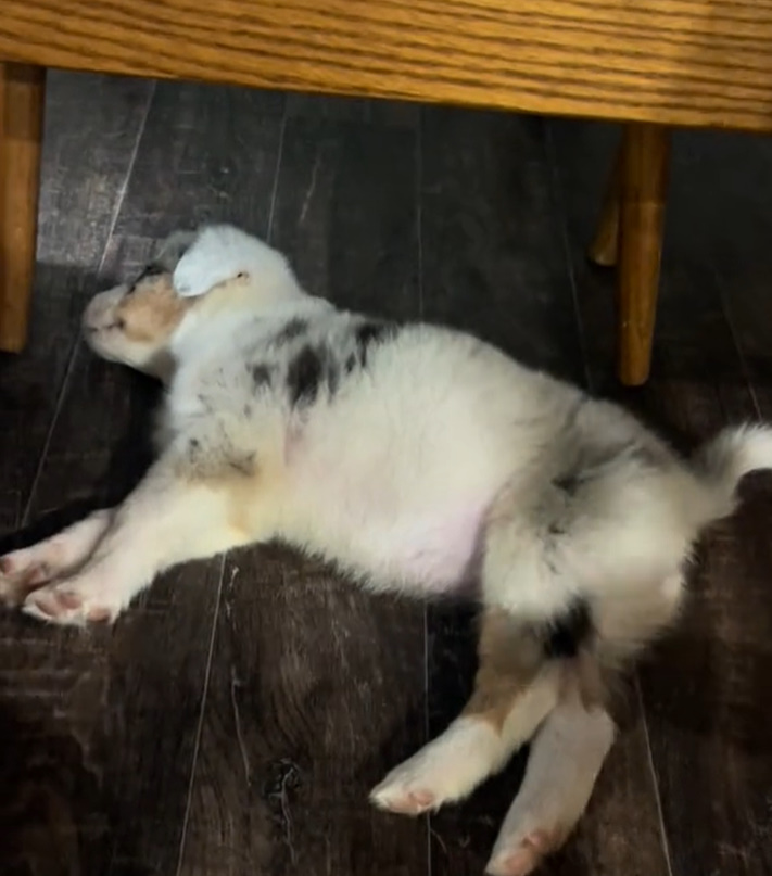 puppy lying