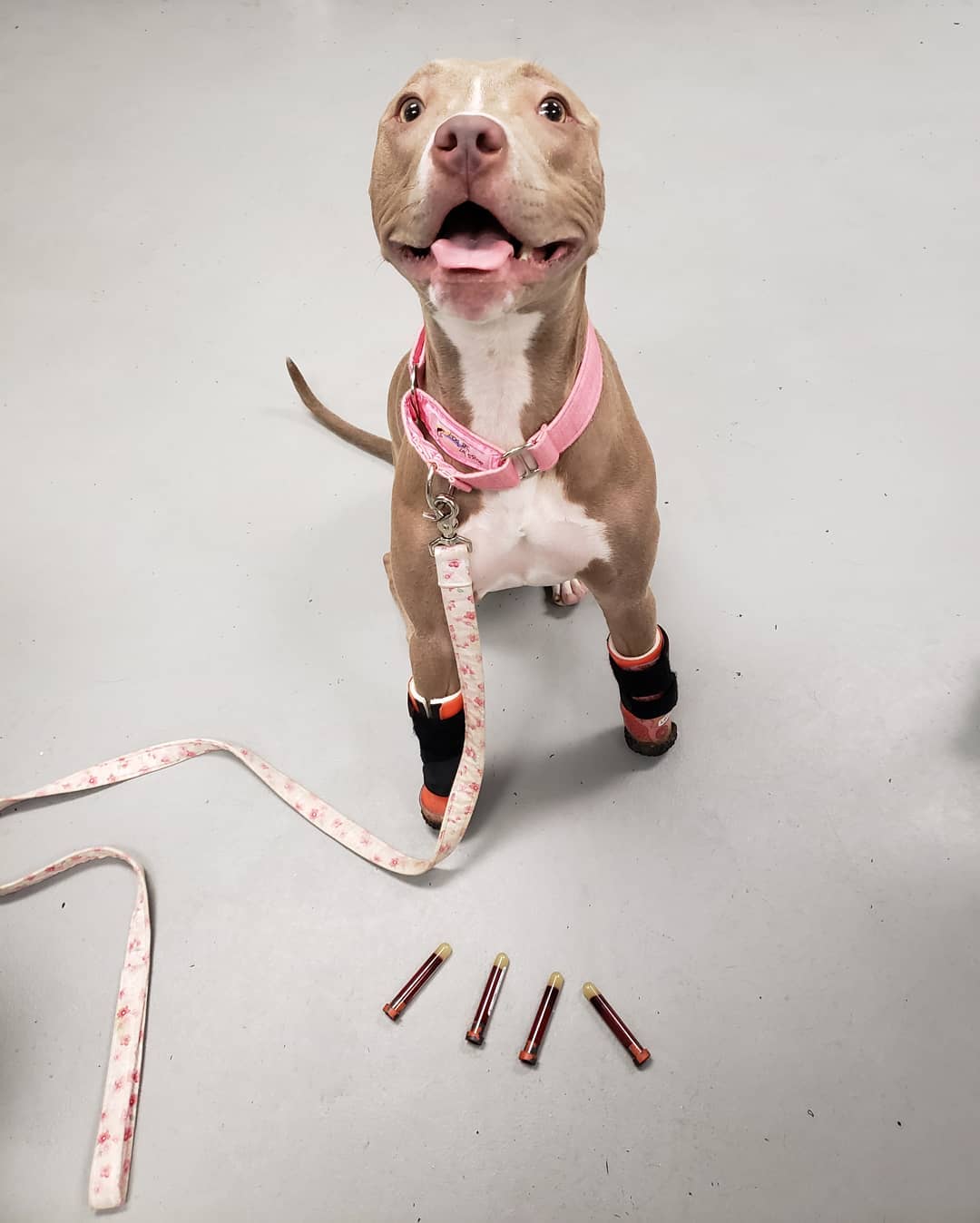 puppy on a pink leash