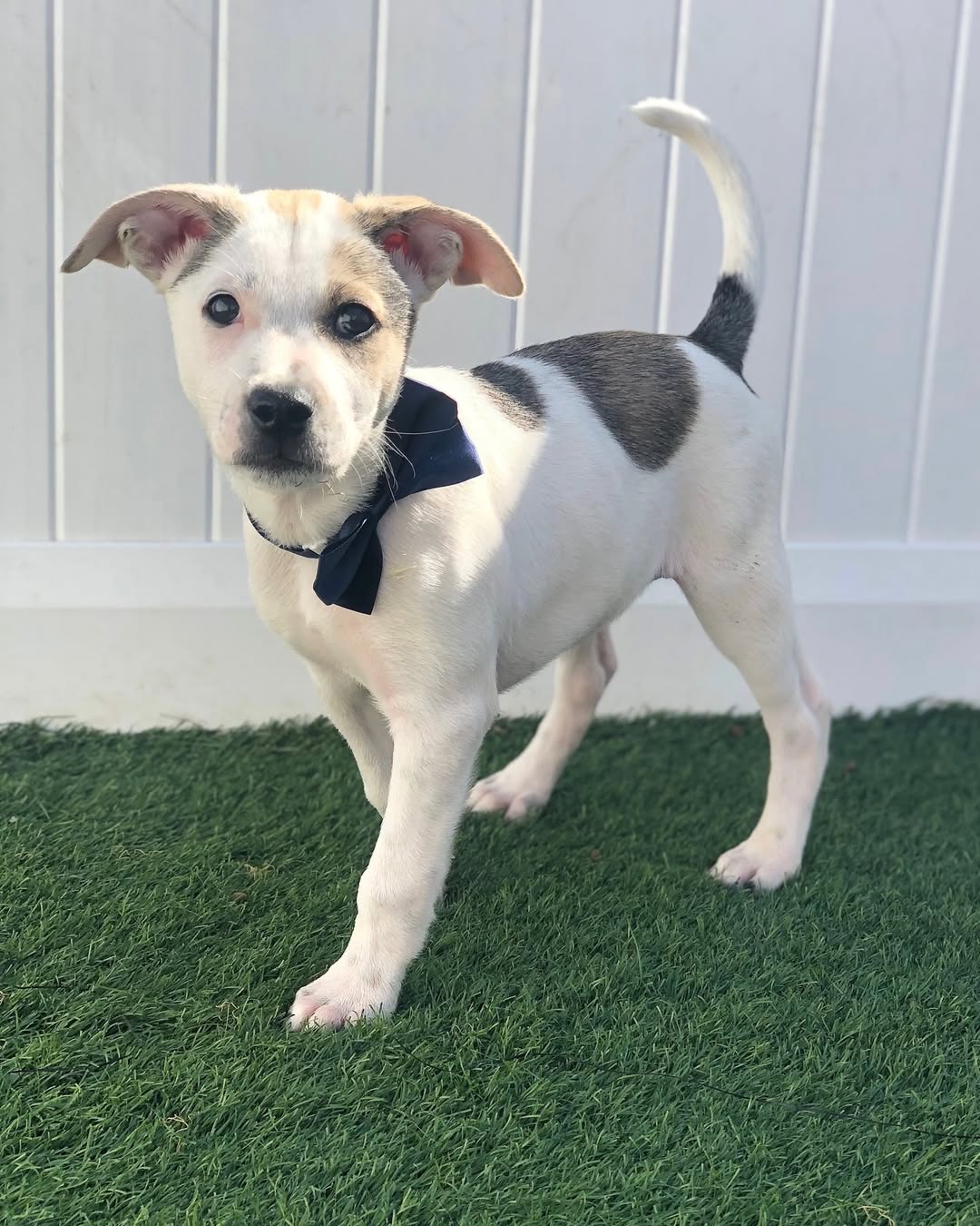puppy posing for picture
