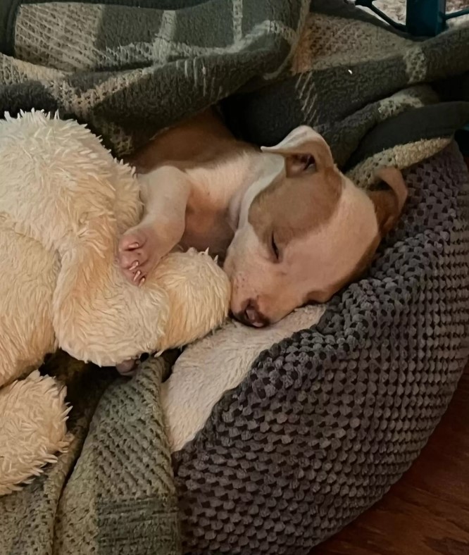 puppy sleeping
