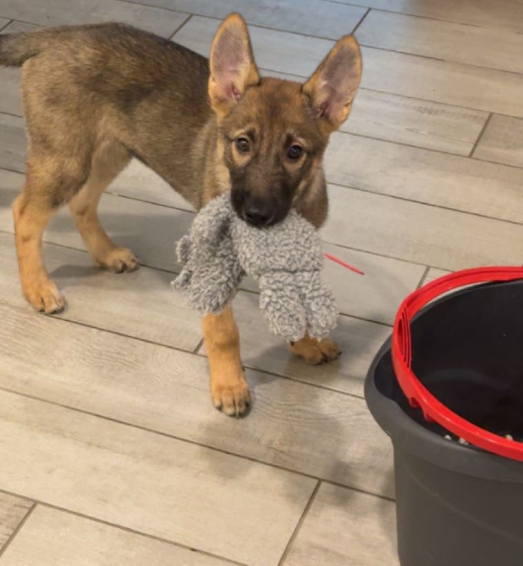 puppy with toy in mouth