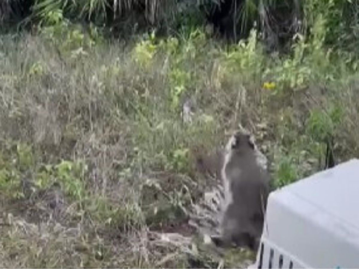 raccoon in wild