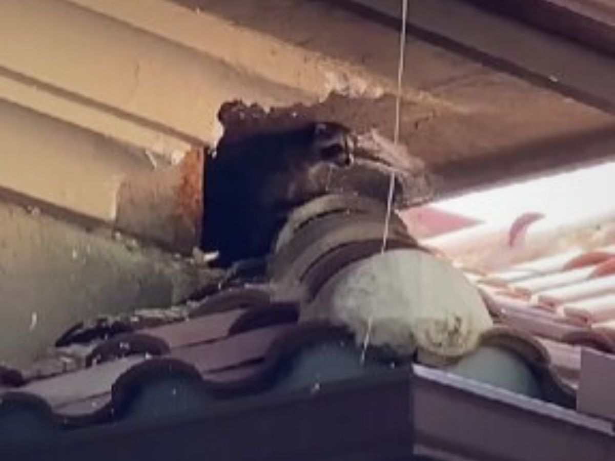 raccoon on roof