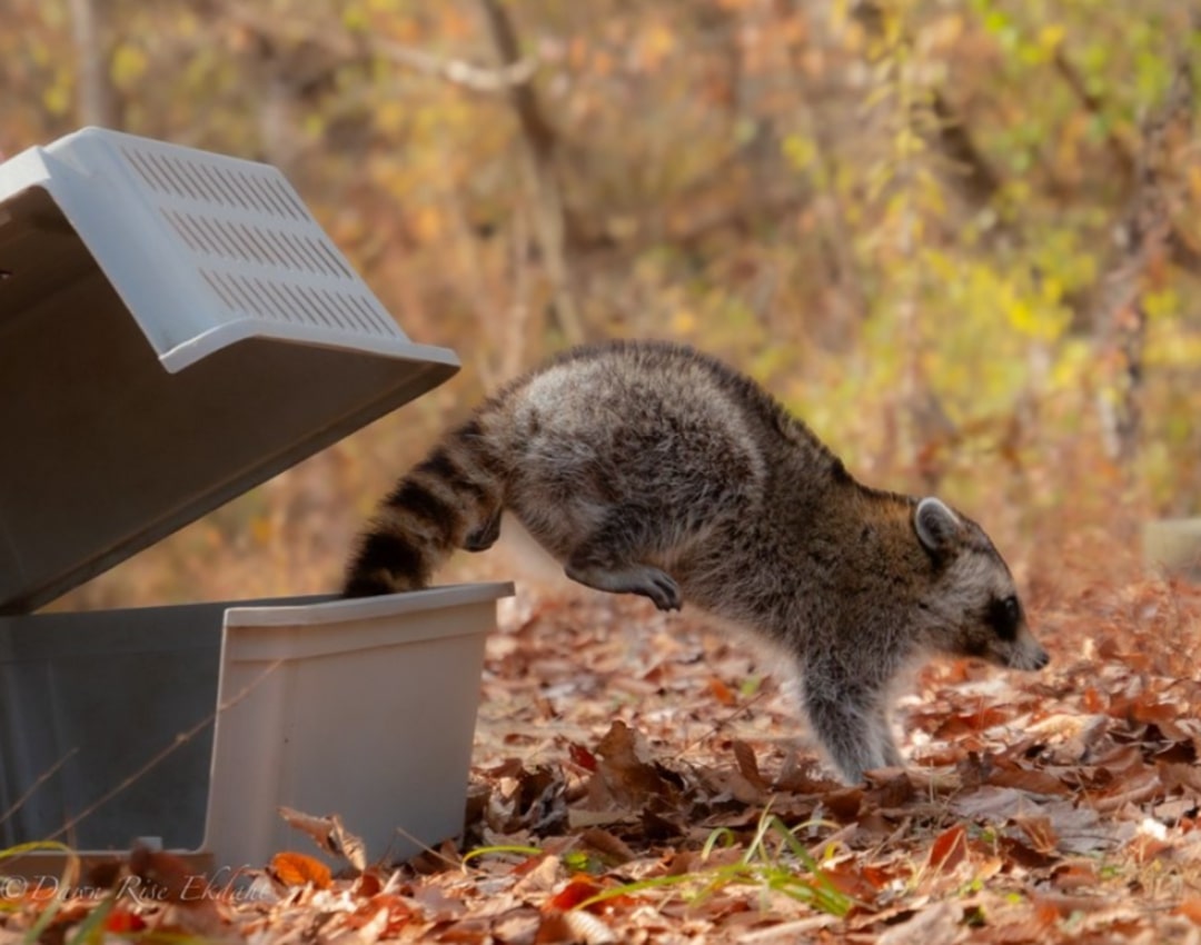 raccoon running