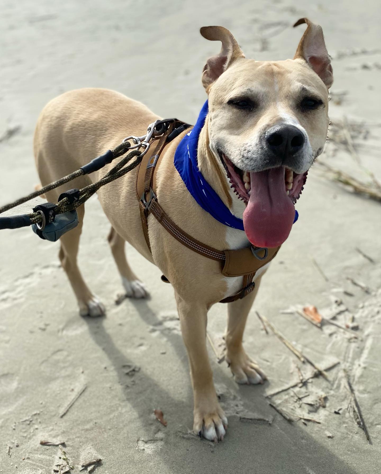rescue dog