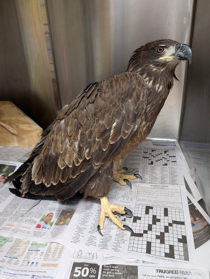 rescued bald eagle