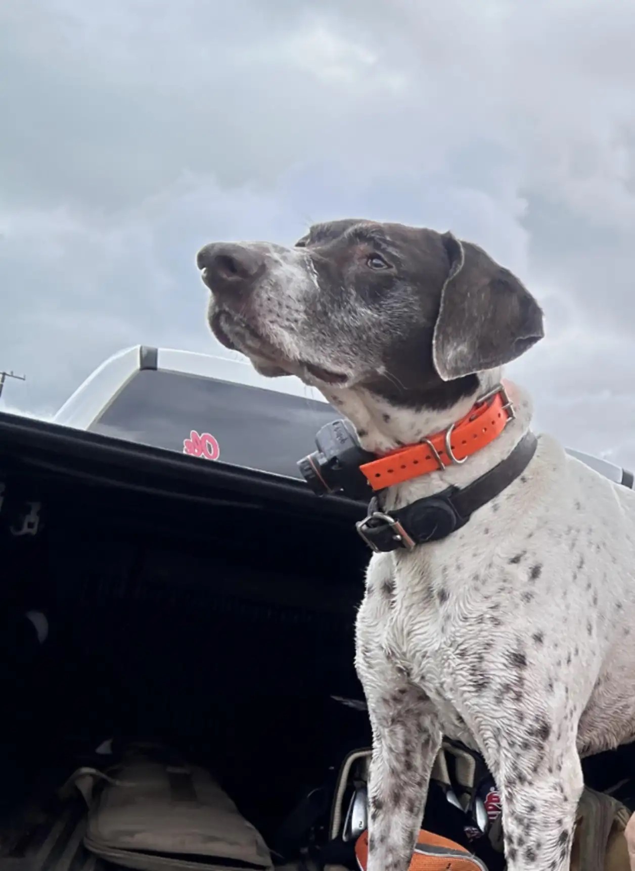 rescued dog