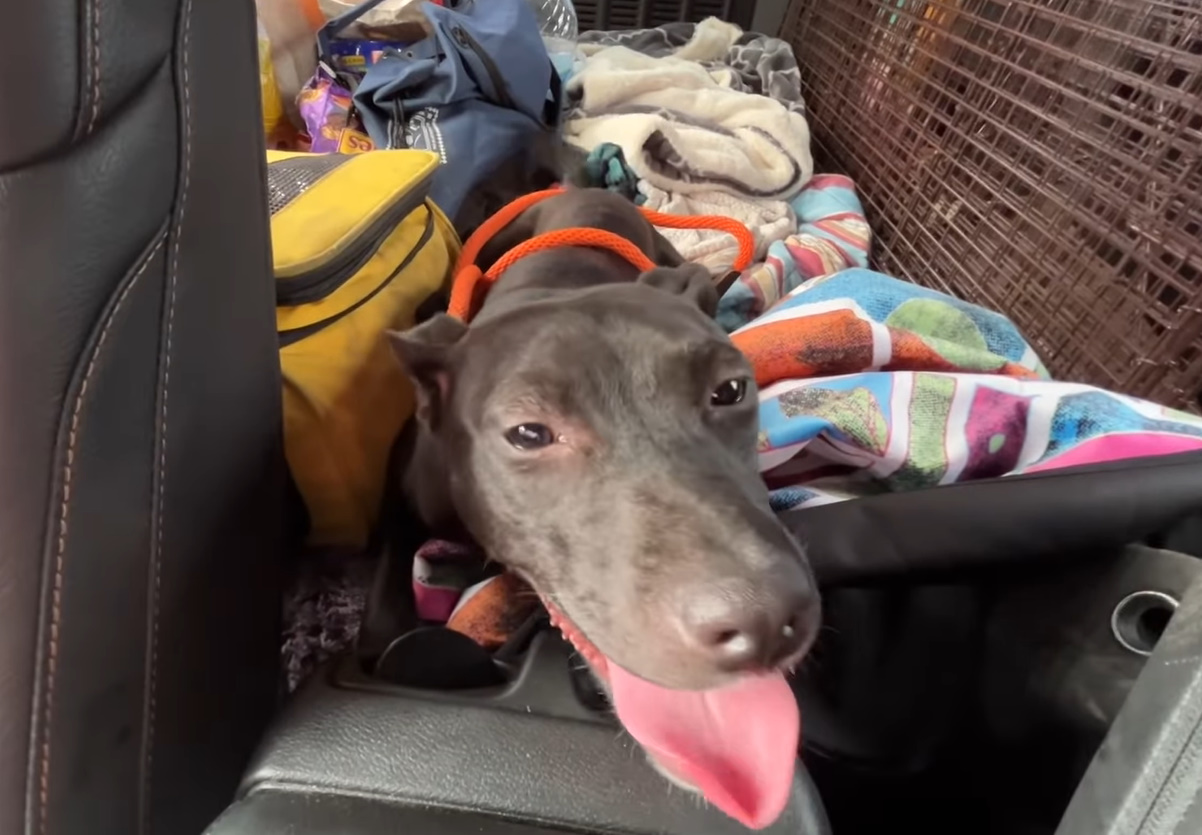 rescued dog