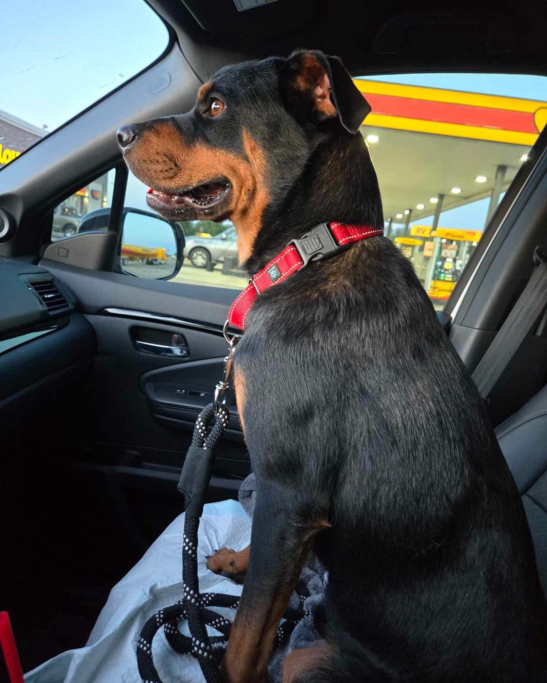 rescued dog in car
