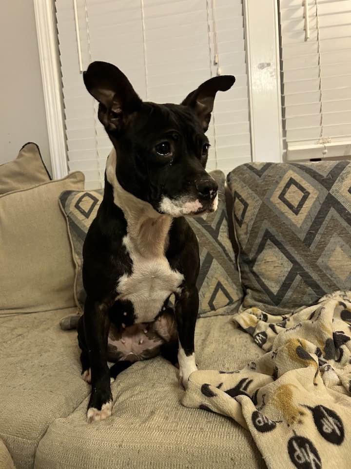 rescued dog sitting on couch
