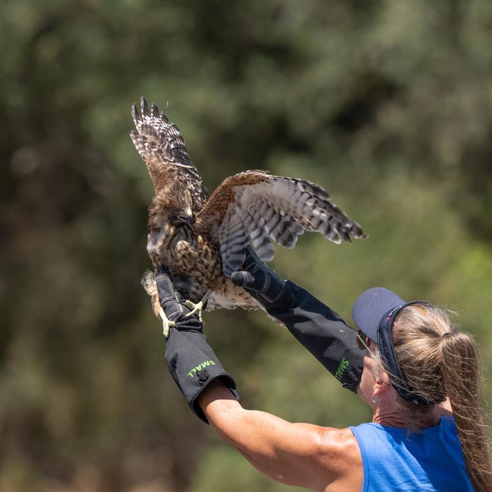rescued hawk