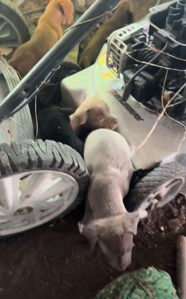rescued puppies