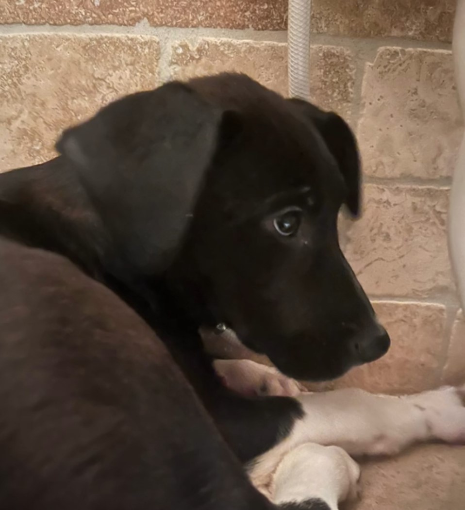 sad black dog