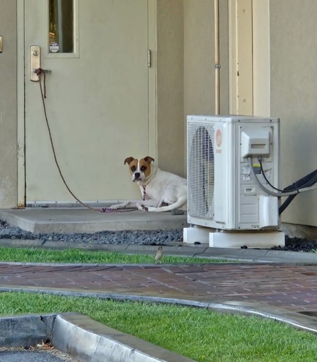 sad dog