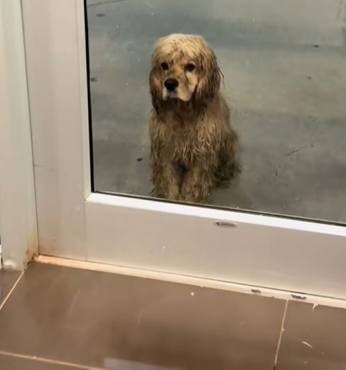 sad dog in front of doors