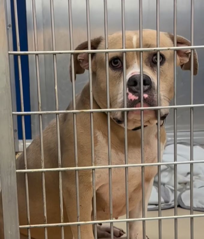 sad dog in shelter