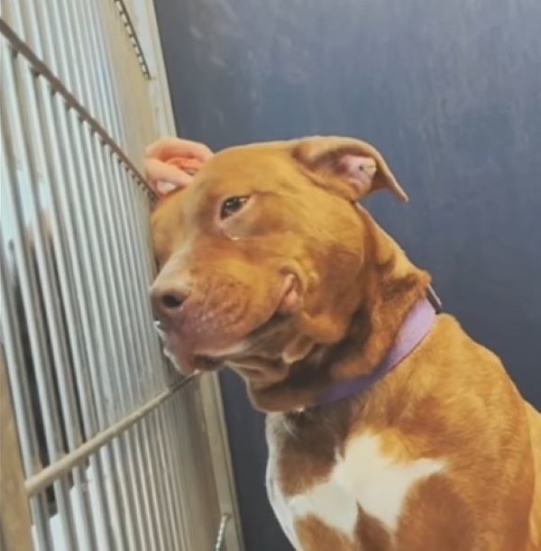 sad dog in shelter