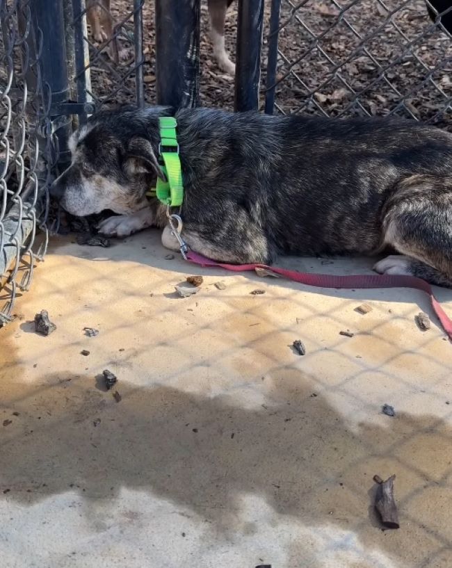 sad dog laying down