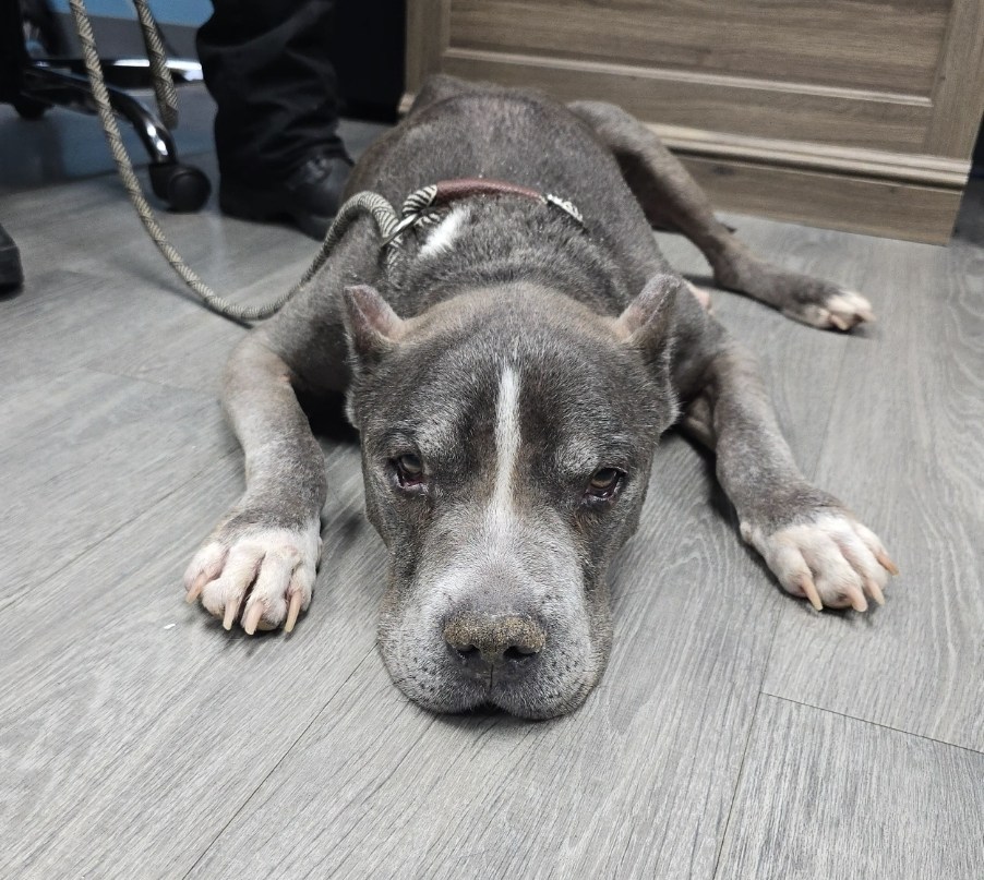 sad dog on the floor