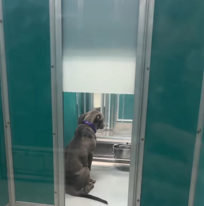 sad gray dog