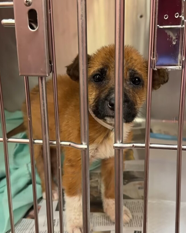 sad puppy