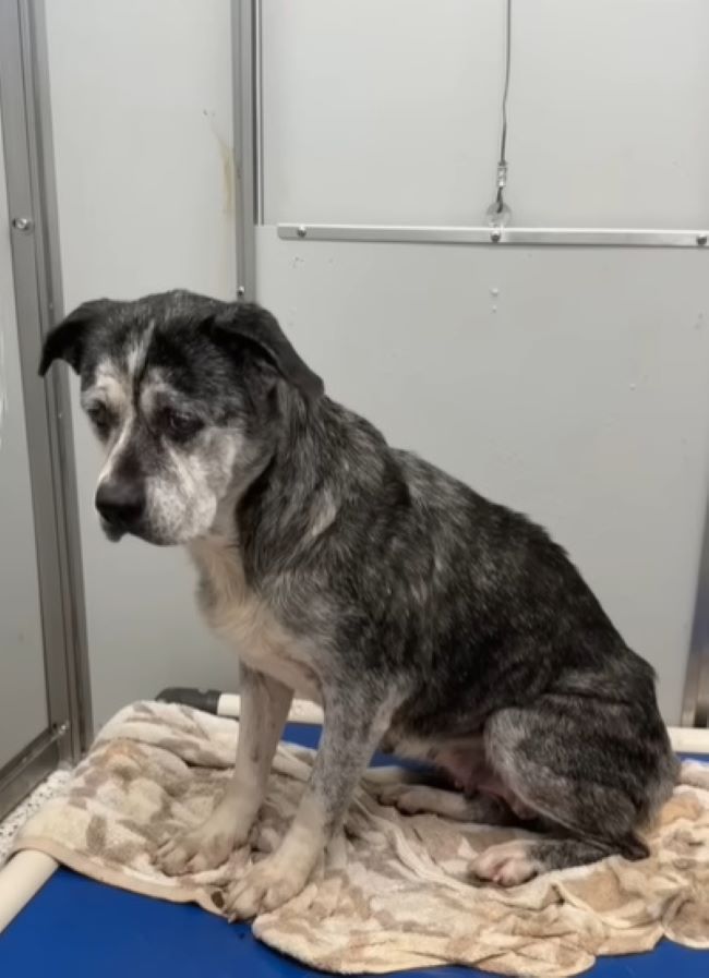 sad shelter dog