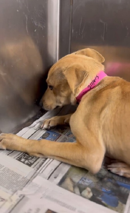 scared dog in crate
