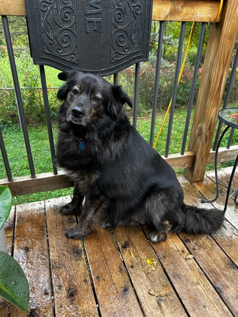 senior black dog