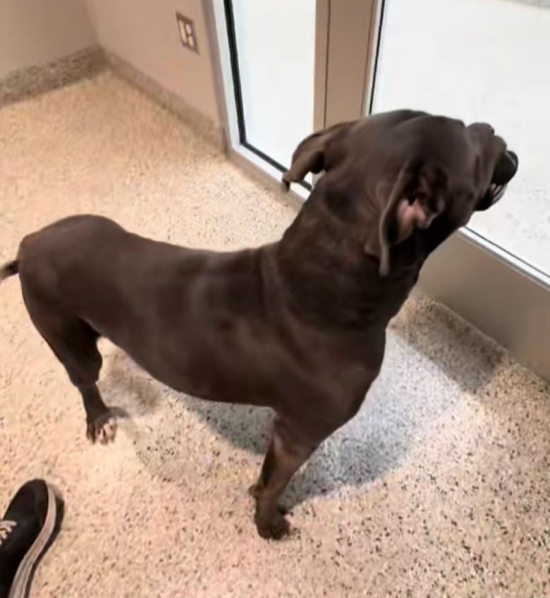 senior black dog
