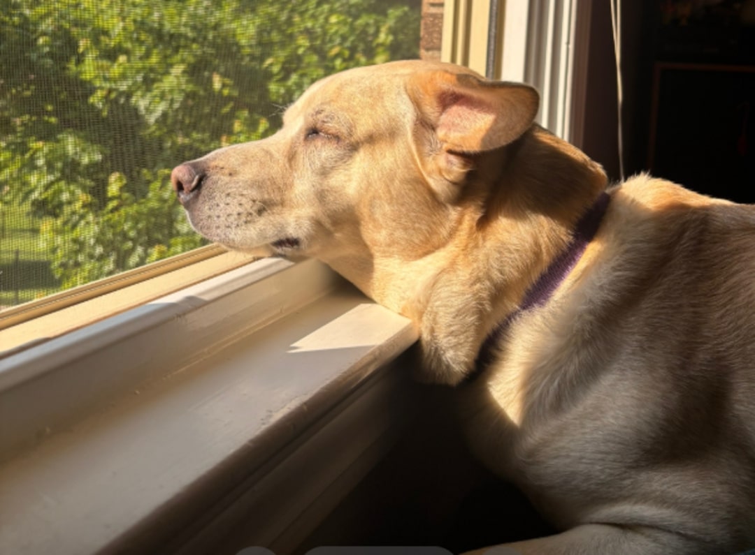 senior brown dog