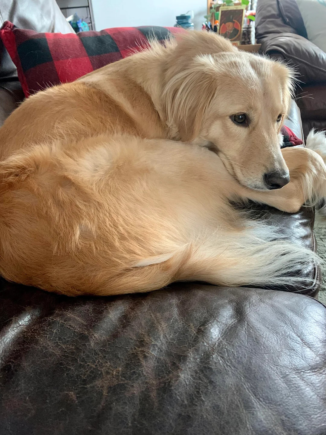 senior brown dog laying down