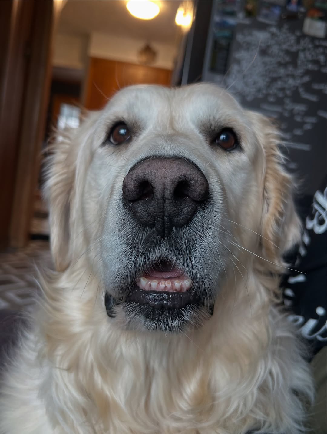 senior dog