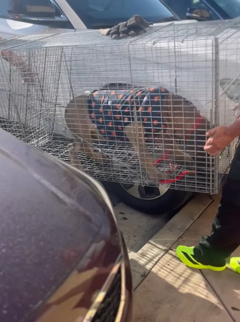senior dog in crate
