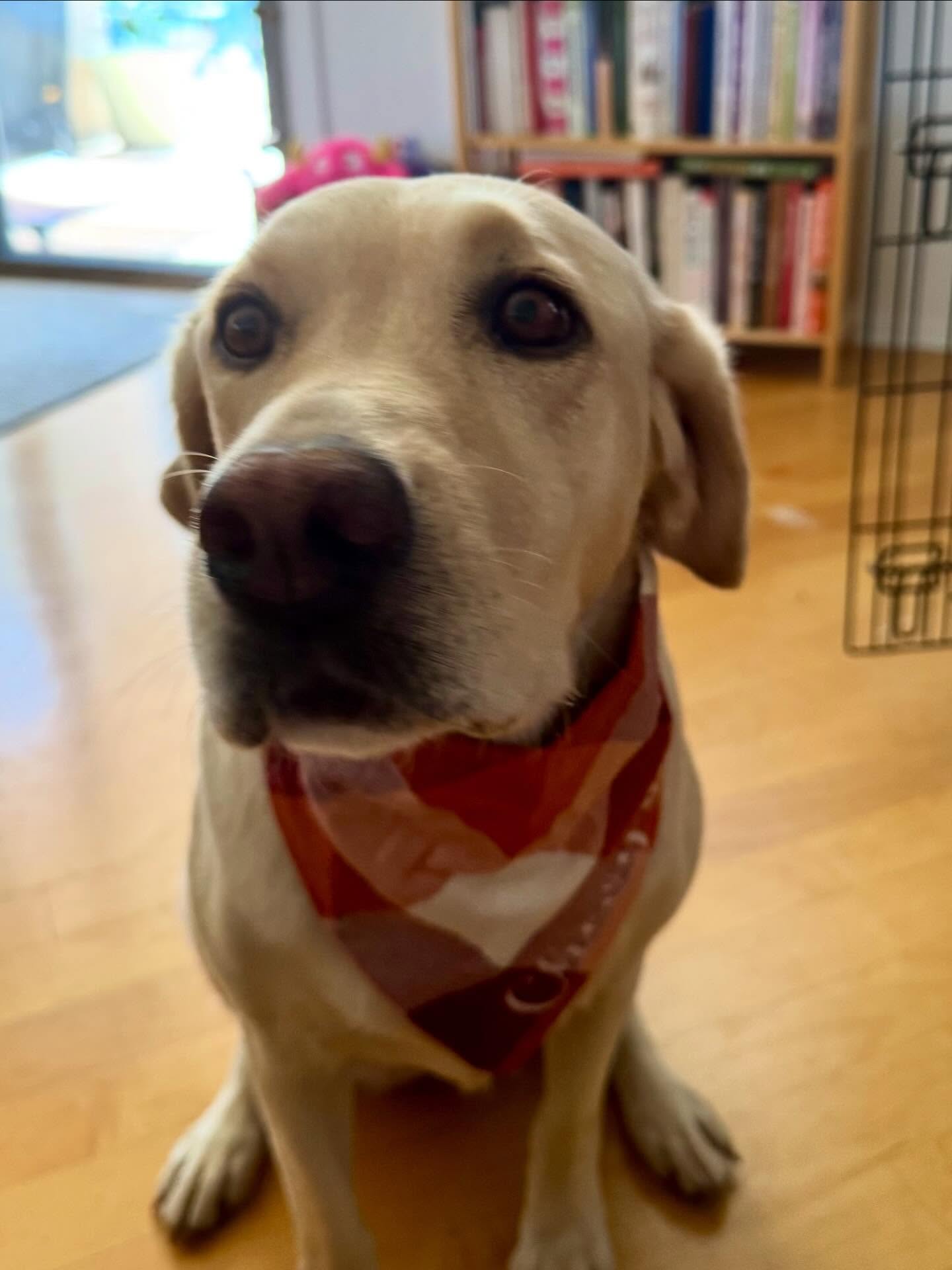 senior dog in house