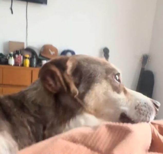 senior dog in house