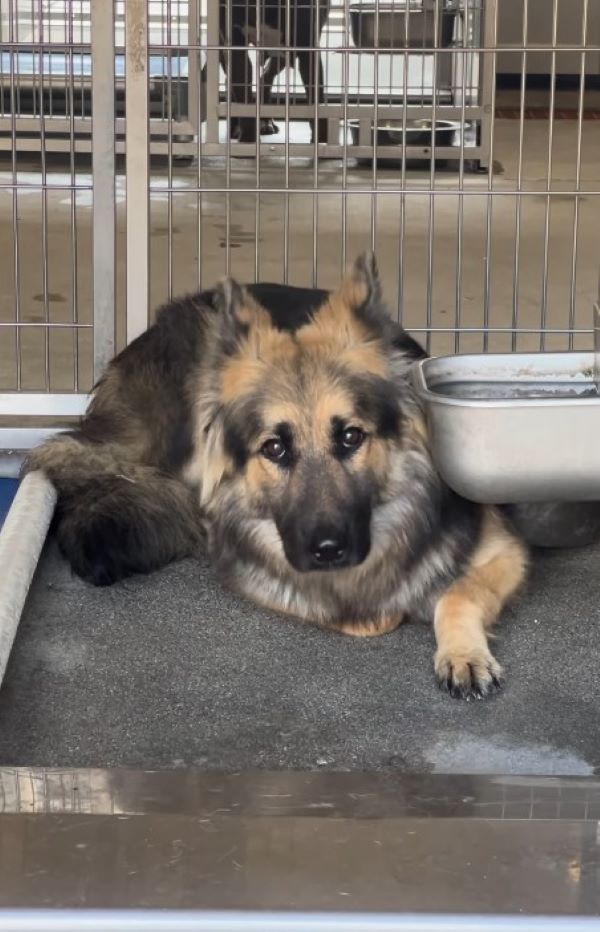 senior dog laying down in cage