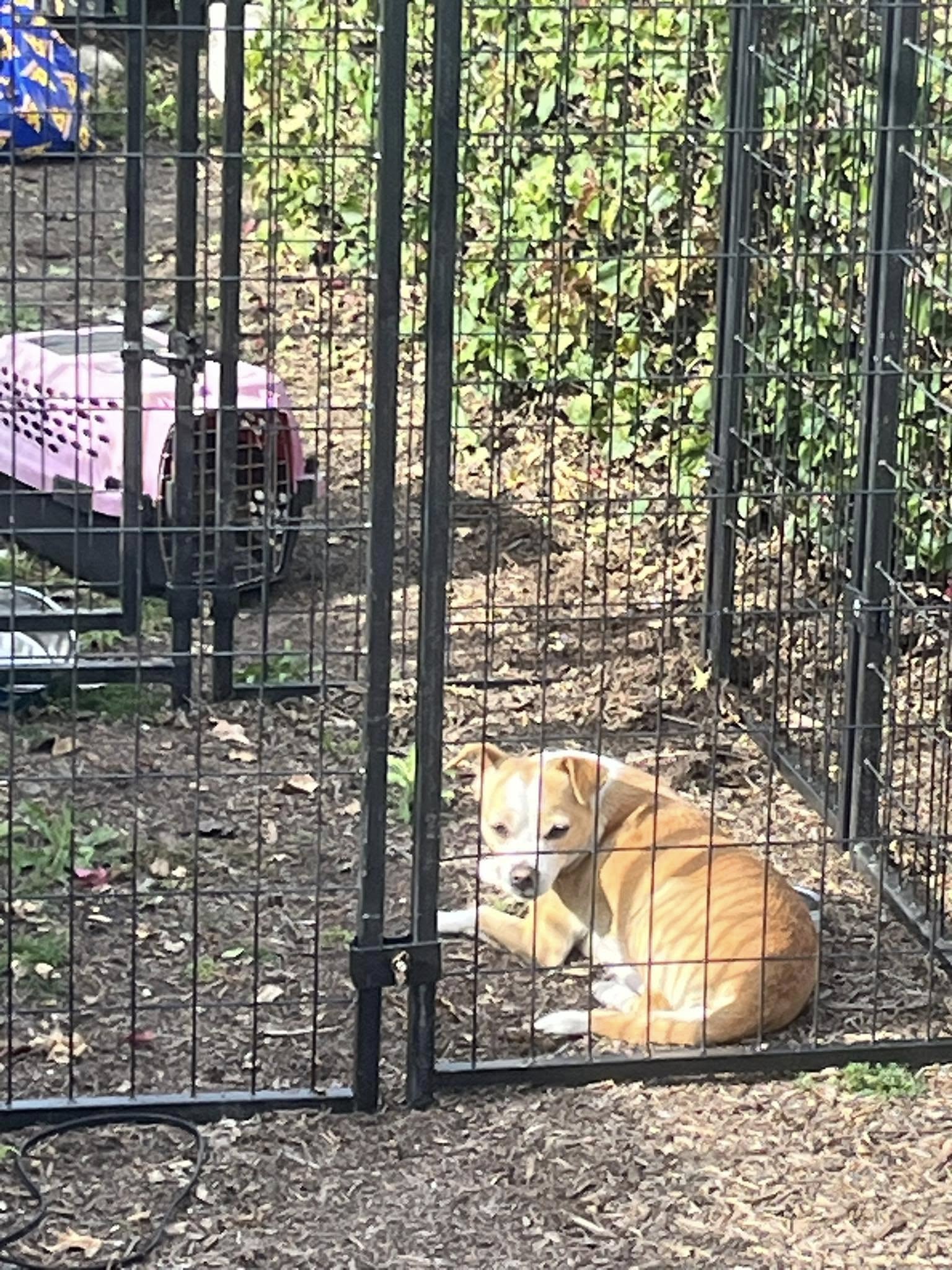 senior dog laying down in crate